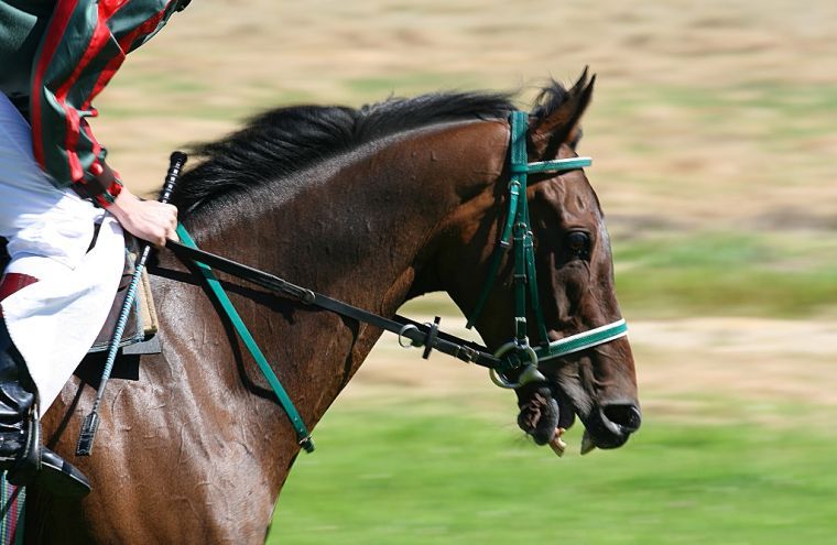 horse races