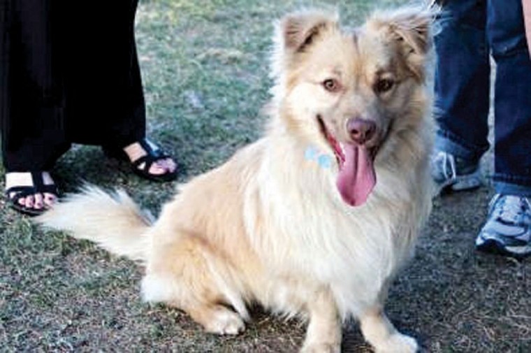 Someone to love: Scout