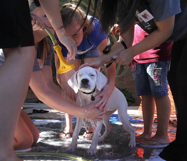 Barktoberfest