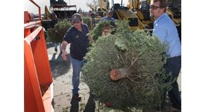 Christmas trees now become hazard 