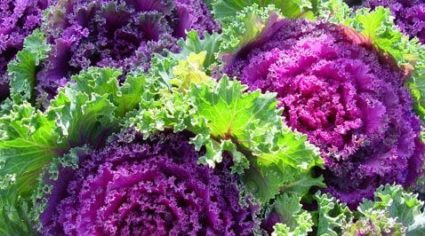 Ornamental Kale: A Depression-era beauty 