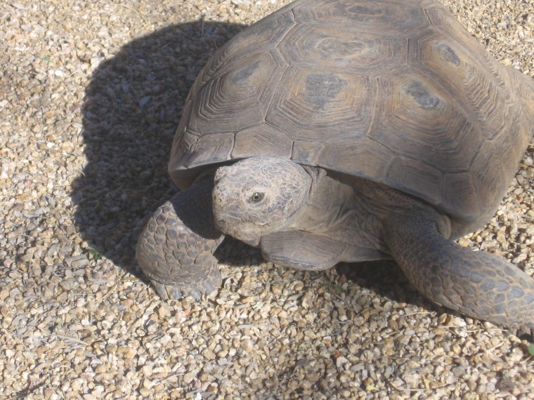 Sonoran tortoise