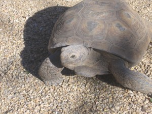Sonoran tortoise