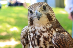 Falcon