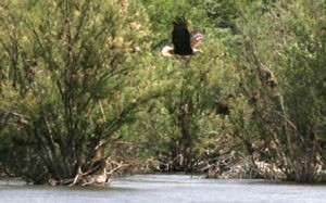 Nest watchers look out for Arizona Bald Eagles 