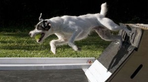 Canine competition unleashed at WestWorld 