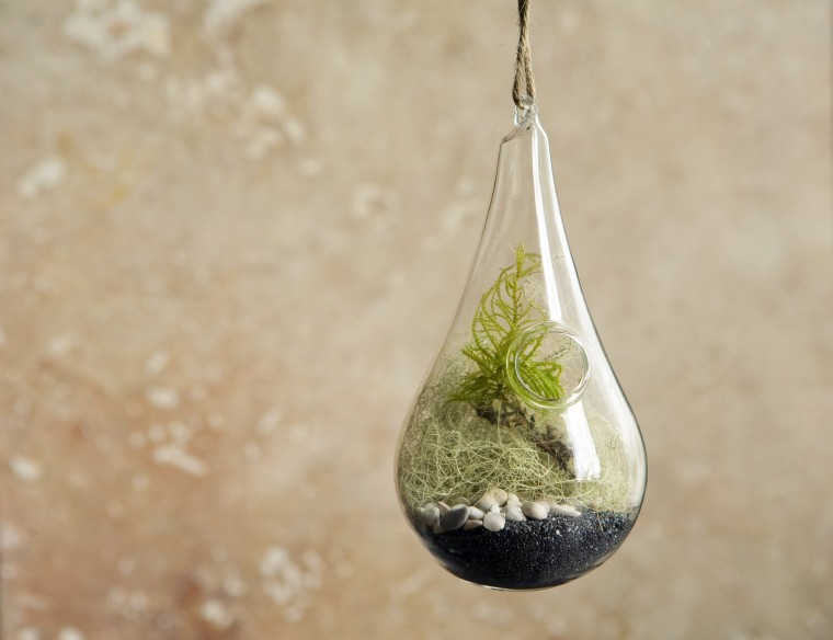 Terrariums