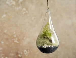 Terrariums