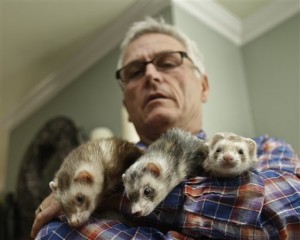 Pat Wright ferret