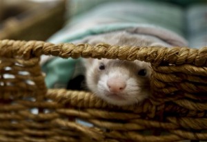 ferret