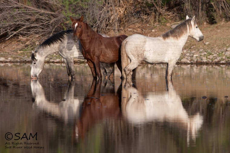 Horses at Salt River