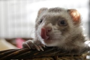 ferret