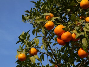 Citrus
