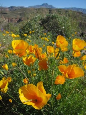 Hiking 'bingo!': '60 Hikes Within 60 Miles' 