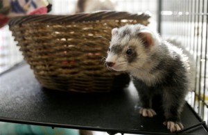 ferret