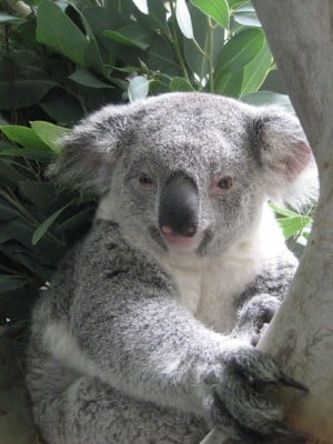 Phoenix Zoo koala