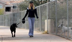 Retriever breeds fetch top spots in city dogdom 