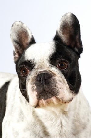 Boston terrier
