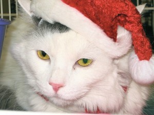 Someone to love: Guinness