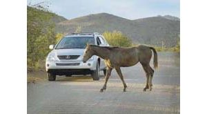 Policy will limit where horses and cattle roam 
