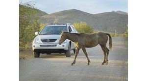 Policy will limit where horses and cattle roam 