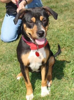 Pet of the Week: Delta 