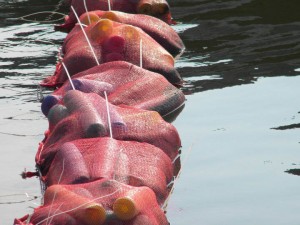 Gulf of Mexico oil spill hair booms