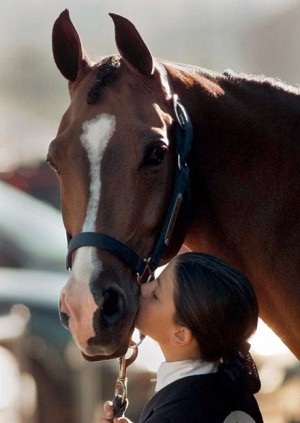 Arabian Horse Show