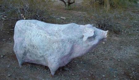 Extreme Pets!