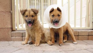 animalwelfare.002.dw.04222011.jpg