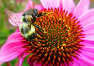 Bee