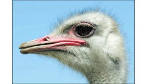 The spotlight is on some really big birds this weekend at Chandler Ostrich Festival 
