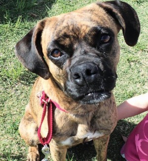Pet of the Week: Sydney