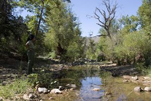 Riparian Eden joins national forest 
