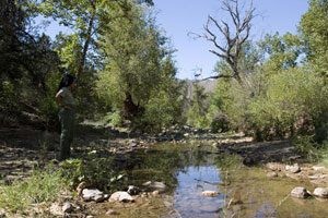 Riparian Eden joins national forest 