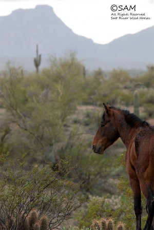 Salt River horses