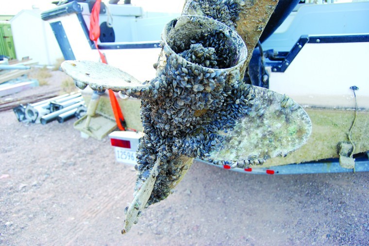 quagga mussels