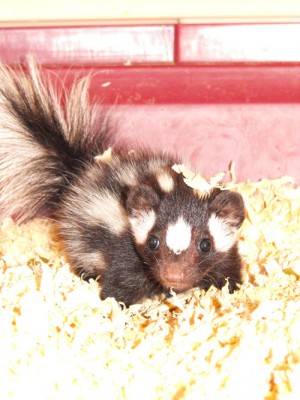 Baby skunk