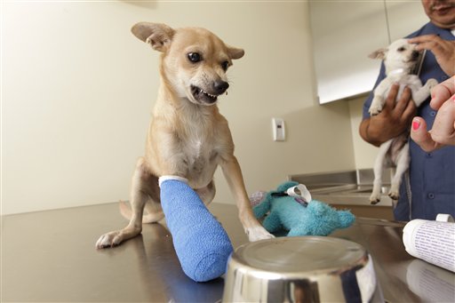Pets-Southpaws