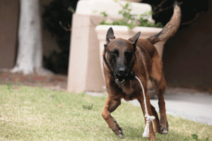 Local K-9 added to war on drugs 