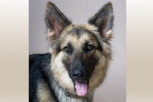 Contessa (Tessa)