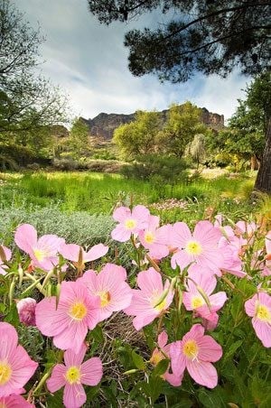 Deserts may burst with color this spring 