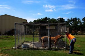Missouri sees second tiger attack in as many days 