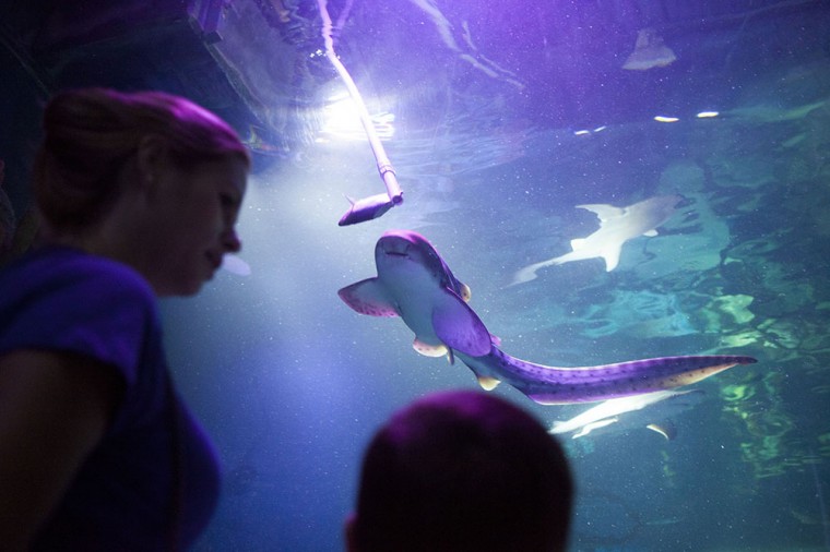 Shark Week at SEA LIFE