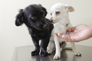 Pets-Southpaws