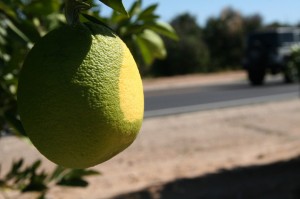 CITRUS