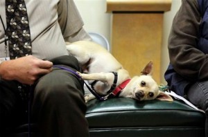 Little dog a big problem at animal shelters 
