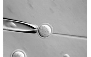 Scientists to try to clone human embryos 