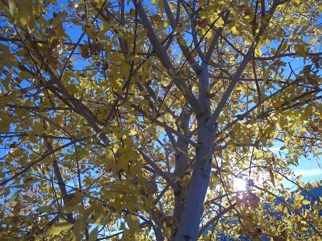 Sunny Fall Weather