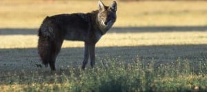 Coyotes making themselves at home in Valley 